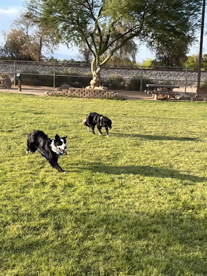 Dog Park at Sunset Park